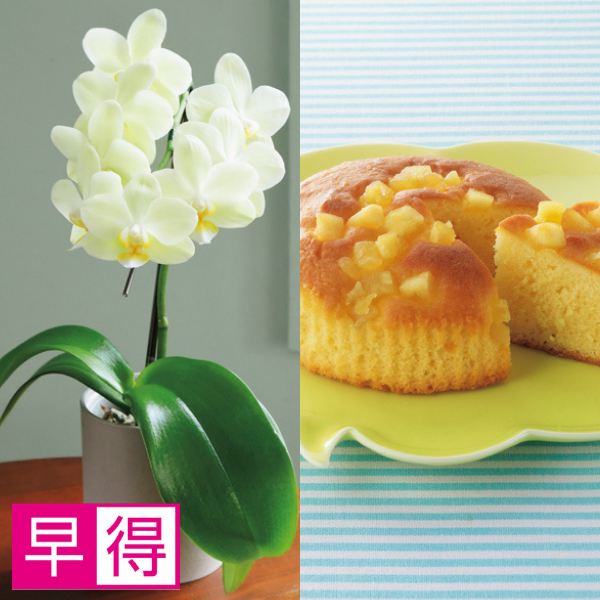 【早得】リーフ ミディ胡蝶蘭「グリーンピクシー」（SUSTEE付）＋東京堂 の焼き甘芋チーズケーキ【父の日】 商品サムネイル